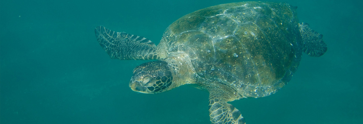 Sea turtle, Galapagos Islands