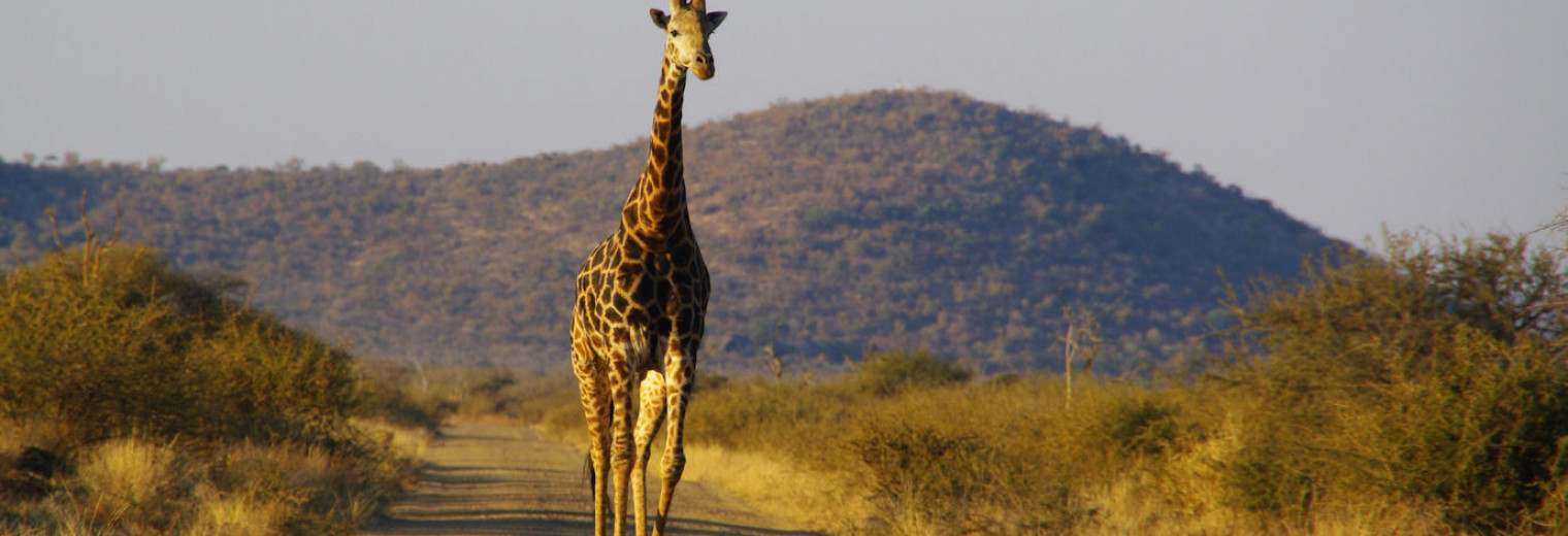 Giraffe, Kruger, South Africa