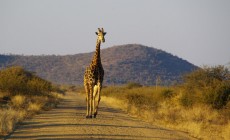 Giraffe, Kruger, South Africa