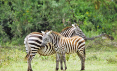 Zebra, Ol Pejeta Conservancy, Kenya