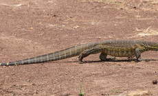 Nile Monitor Lizard, Masai Mara, Kenya