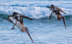 Pelicans, Galapagos Islands