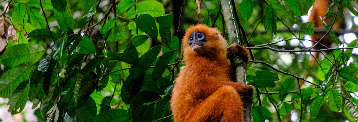 Red leaf monkey, Borneo