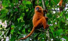 Red leaf monkey, Borneo