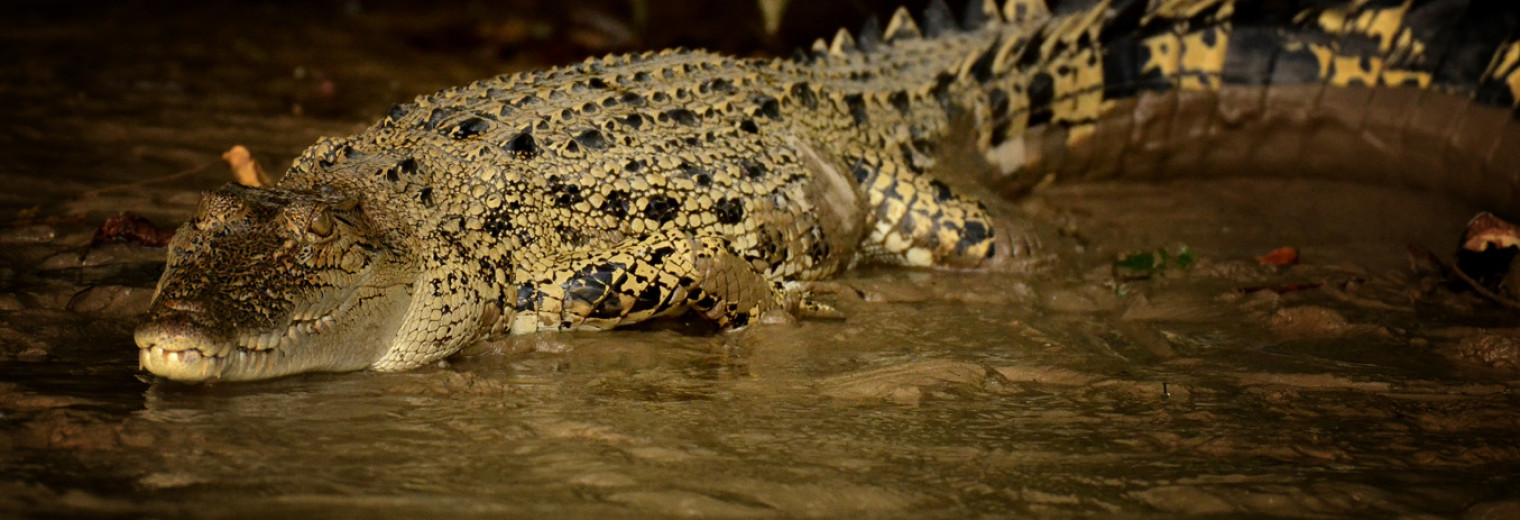 Crocodile, Borneo