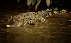 Crocodile, Borneo
