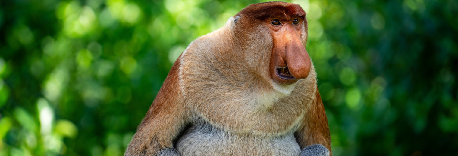 Proboscis Monkey, Borneo