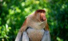 Proboscis Monkey, Borneo