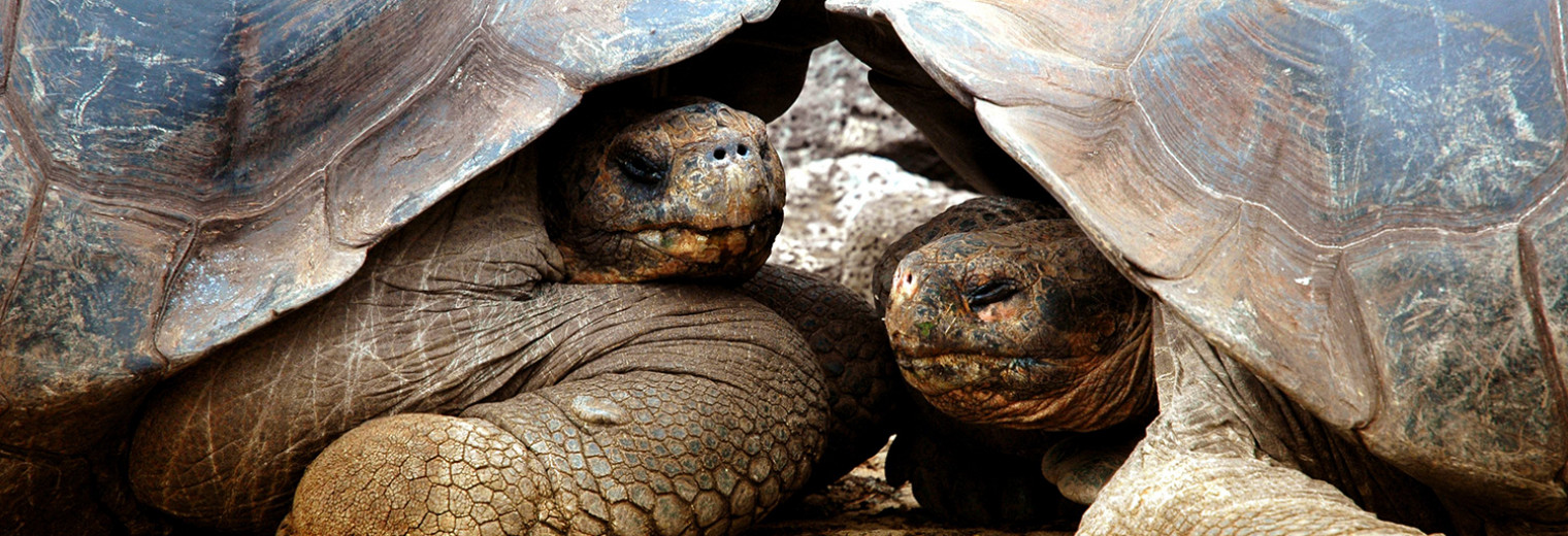 Galapagos Wildlife, Ecuador 