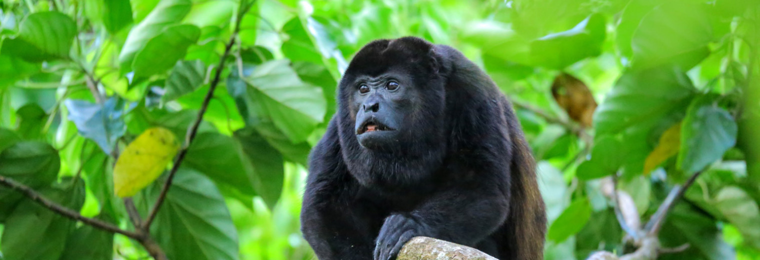 Howler Monkey, Costa Rica