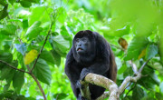 Howler Monkey, Costa Rica