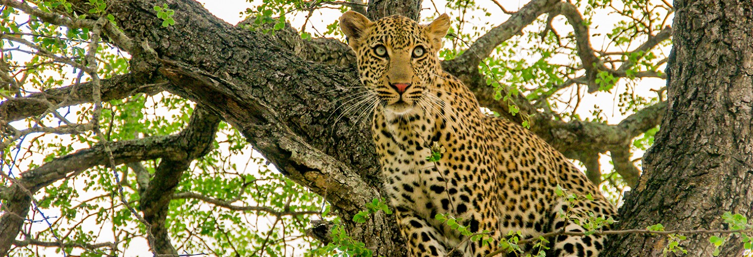 Leopard in tree, Kruger, South Africa