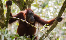 Orangutan, Danum Valley