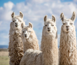 Alpacas, Peru