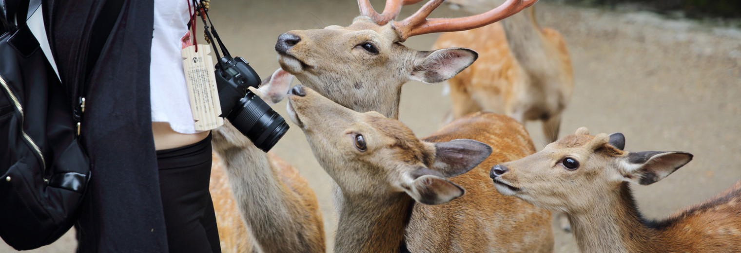 Deer, Nara