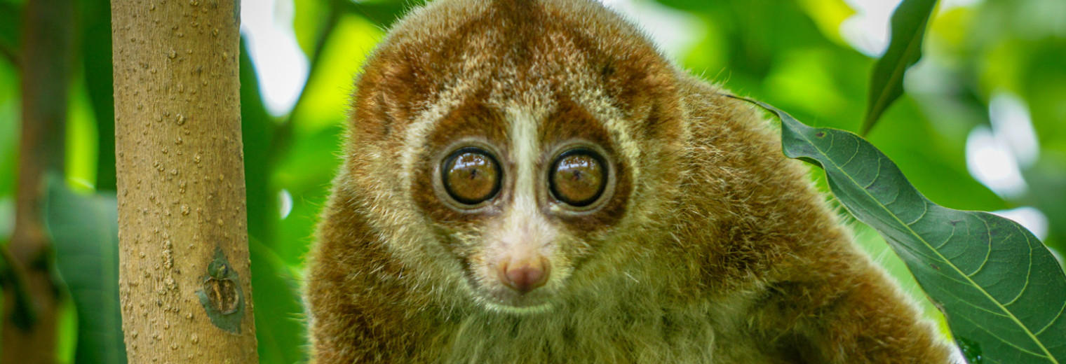 Slow Loris, Borneo