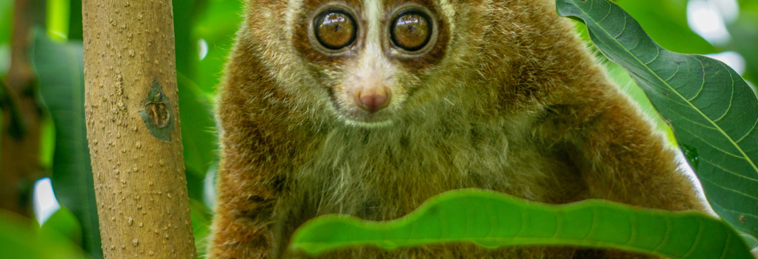 Slow Loris, Borneo