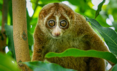 Slow Loris, Borneo