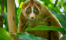 Slow Loris, Borneo