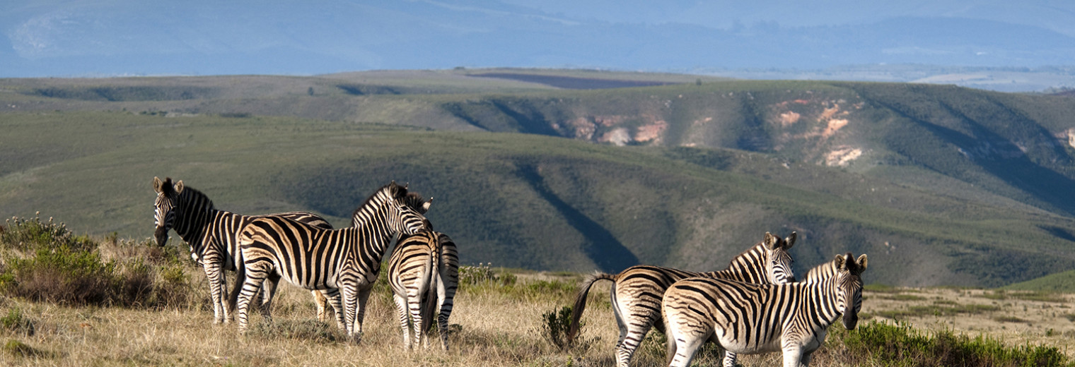 Zebra, Gondwana Game Reserve, South Africa