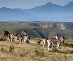 Zebra, Gondwana Game Reserve, South Africa Zebra, Gondwana Game Reserve, South Africa