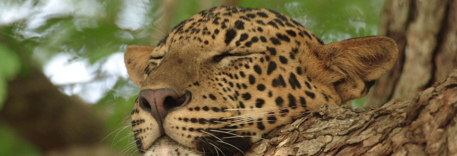 Leopard, Yala NP, Sri Lanka