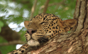 Leopard, Yala NP, Sri Lanka