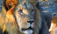 Lion, Etosha, Namibia