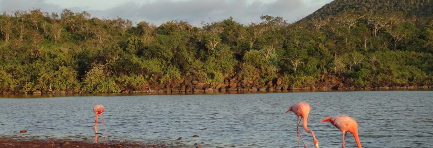 Flamingos, Galapagos Islands