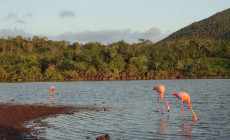 Flamingos, Galapagos Islands