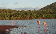 Flamingos, Galapagos Islands