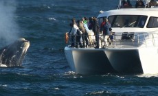 Whale watching, Hermanus, South Africa