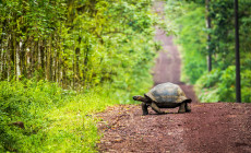 Giant Tortoise, Galapagos Islands
