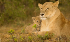 Lion, Masai Mara, Kenya