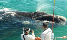 Whale watching, Hermanus, South Africa