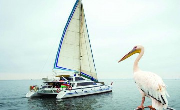 Pelican, Catamaran cruise, Namibia