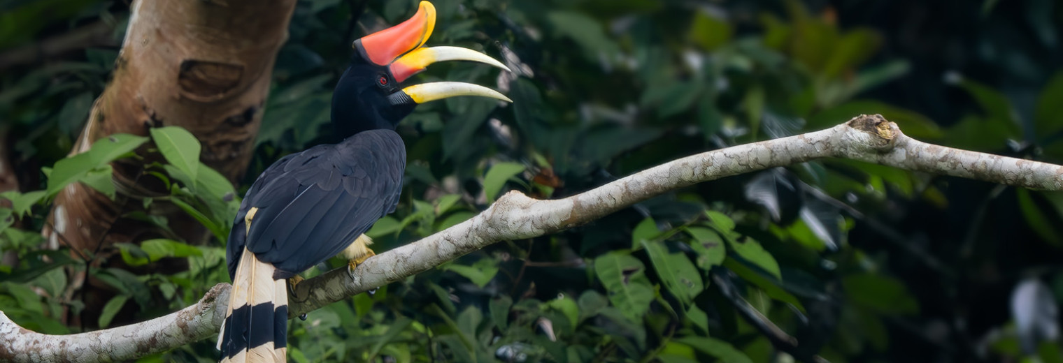 Rhinoceros Hornbill, Borneo