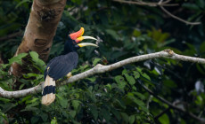 Rhinoceros Hornbill, Borneo
