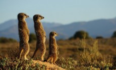 Meerkat magic, Oudtshoorn, South Africa