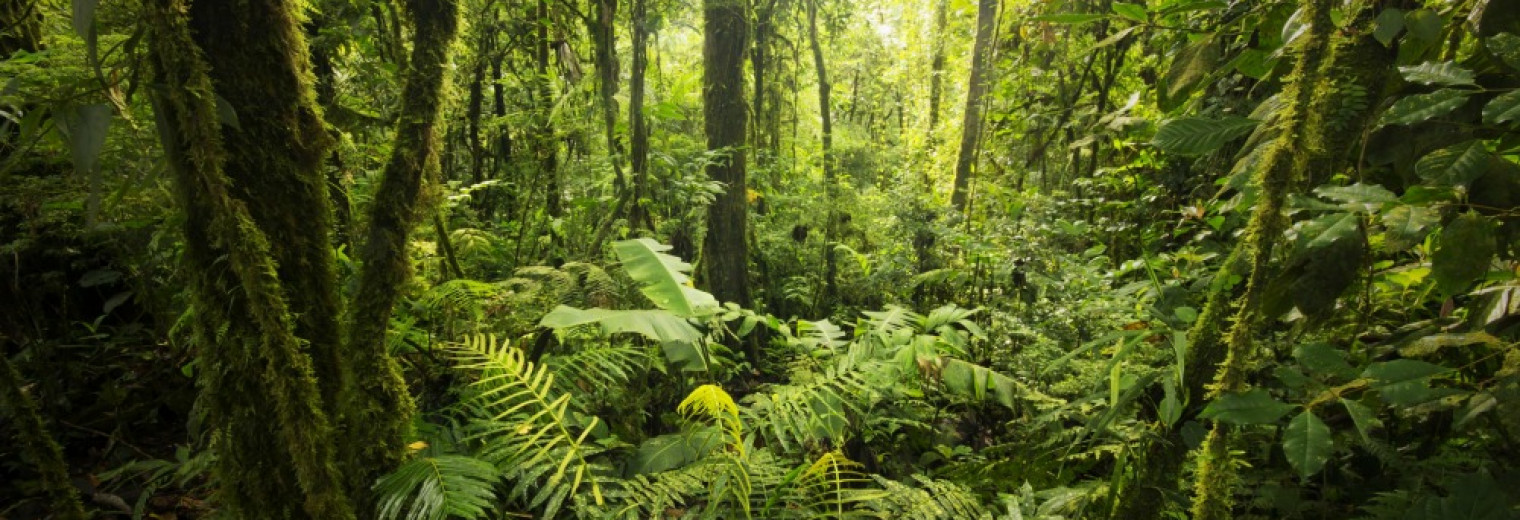 Villa Blanca Cloud Forest, Costa Rica