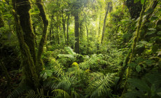 Villa Blanca Cloud Forest, Costa Rica