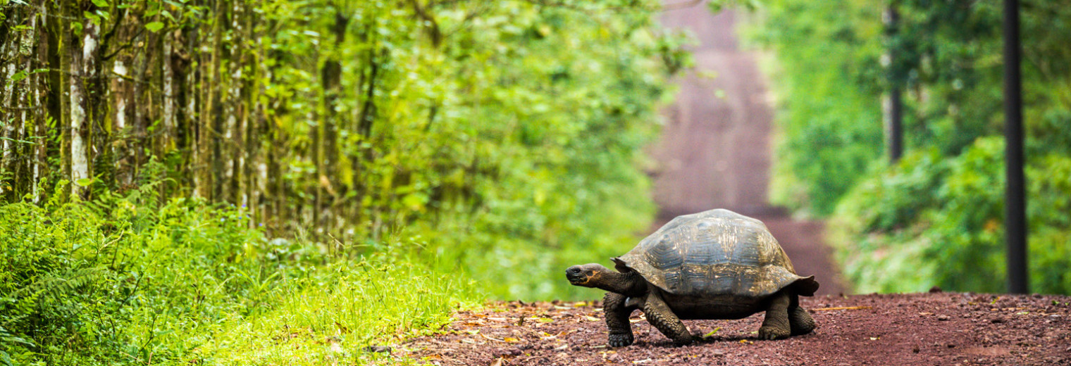 Giant Tortoise, Galapagos Islands