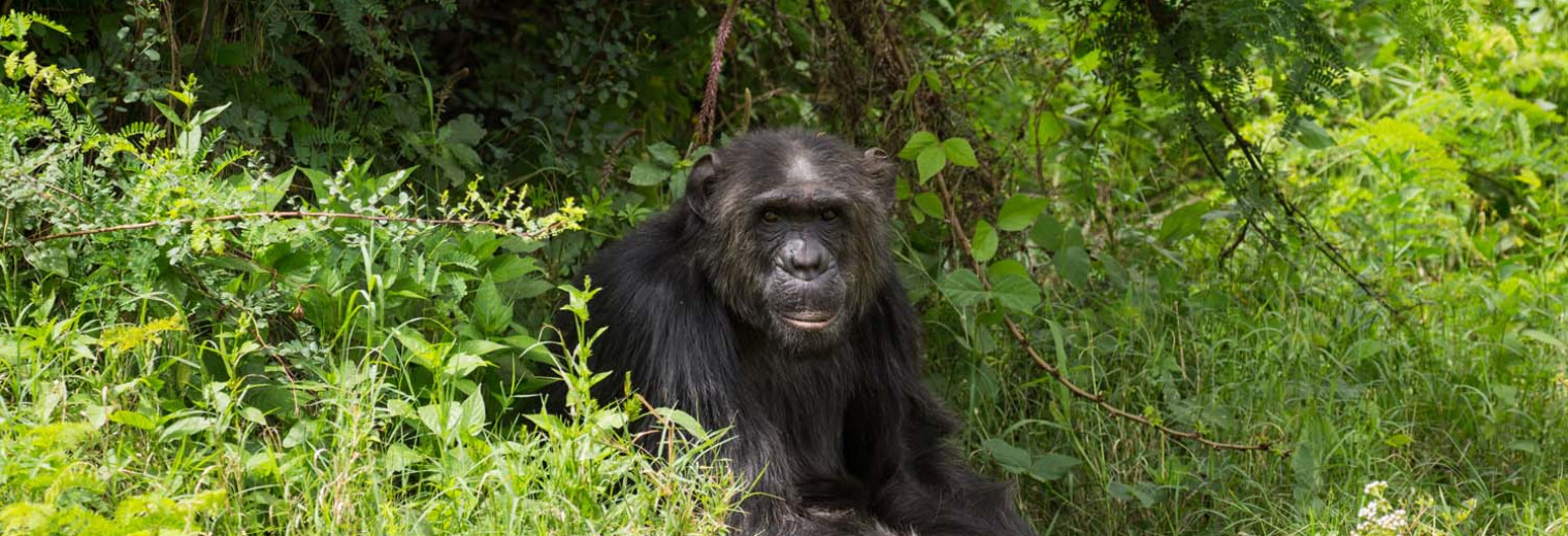 Chimpanzee, Ol Pejeta Conservancy, Kenya