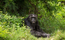 Chimpanzee, Ol Pejeta Conservancy, Kenya