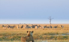 Game Viewing, Chobe National Park, Botswana