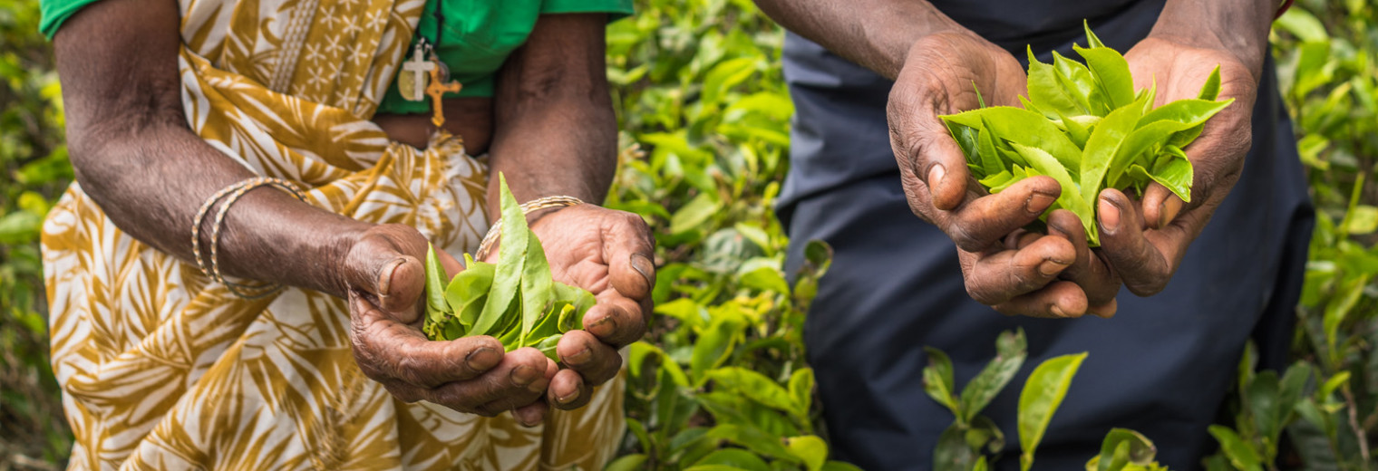 Tea Pickers, Nuwara Eliya, Sri Lanka