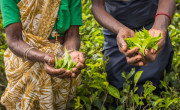 Tea Pickers, Nuwara Eliya, Sri Lanka