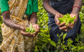 Tea Pickers, Nuwara Eliya, Sri Lanka