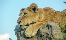 Lion closeup, Kruger, South Africa