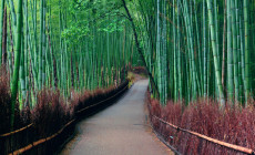 Bamboo Forest, Kyoto